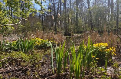 Parque histórico en venta Dębe Wielkie, Ruda, Voivodato de Mazovia:  