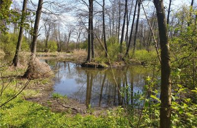 Parque histórico en venta Dębe Wielkie, Ruda, Voivodato de Mazovia, Imagen 8/24