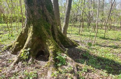 Parque histórico en venta Dębe Wielkie, Ruda, Voivodato de Mazovia, Imagen 18/24