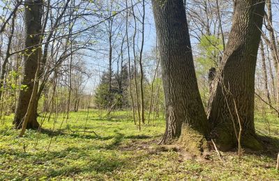 Parque histórico en venta Dębe Wielkie, Ruda, Voivodato de Mazovia, Imagen 19/24
