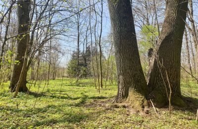 Parque histórico en venta Dębe Wielkie, Ruda, Voivodato de Mazovia:  