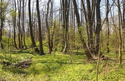 Parque histórico en venta Dębe Wielkie, Ruda, Voivodato de Mazovia, Imagen 21/24