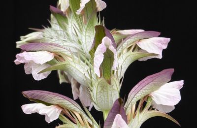 Palacio en venta 91792 Ellingen, An der Vogtei 2, Baviera, Akanthus