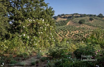 Finca en venta Manciano, Toscana:  RIF 3084 Olivenhain
