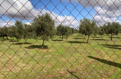 Casa de campo en venta Almagro, Almagro, Castilla-La Mancha, Propiedad