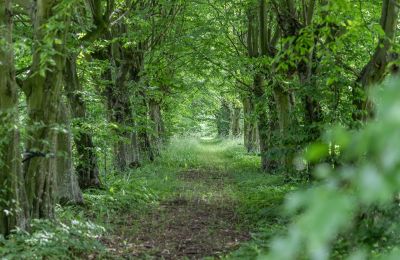 Palacio en venta Karszew, Gran Polonia, Acceso