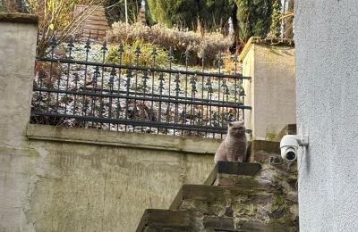 Mansión histórica en venta 58762 Altena, Bachstraße 66, Renania del Norte-Westfalia, Außentreppe zum Garten 