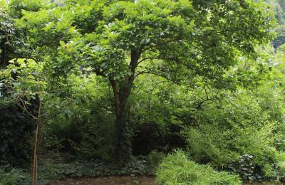 Mansión histórica en venta Faido, Tesino, Imagen 29/44