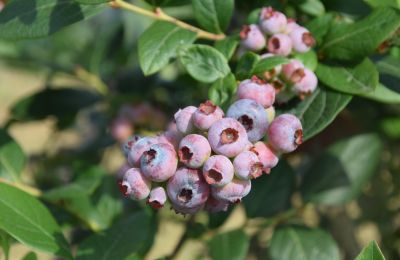 Casa de campo en venta Niévares, Asturias, Blueberries aus Region 