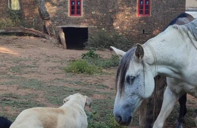 Casa señorial en venta Galicia, Imagen 13/48