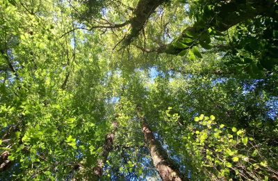 Casa señorial en venta Galicia, Imagen 34/48