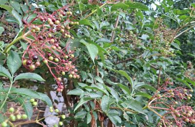 Casa señorial en venta Galicia, Imagen 37/48