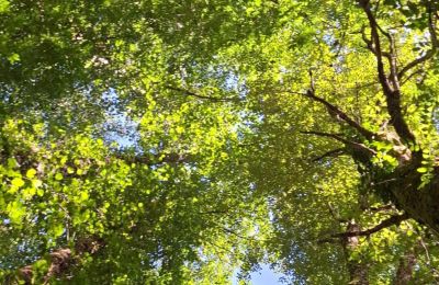 Casa señorial en venta Galicia, Imagen 38/48