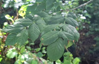 Casa señorial en venta Galicia, Imagen 40/48