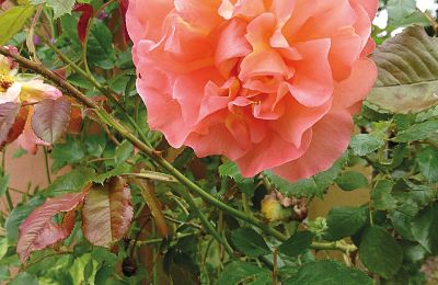 Castillo en venta Mecklemburgo-Pomerania Occidental, Imagen 81/97