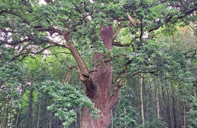 Castillo en venta Mecklemburgo-Pomerania Occidental, Imagen 66/97
