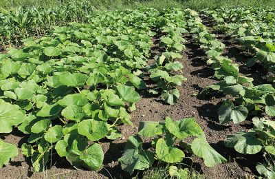 Castillo en venta Mecklemburgo-Pomerania Occidental, Imagen 60/97