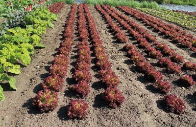 Castillo en venta Mecklemburgo-Pomerania Occidental, Imagen 59/97