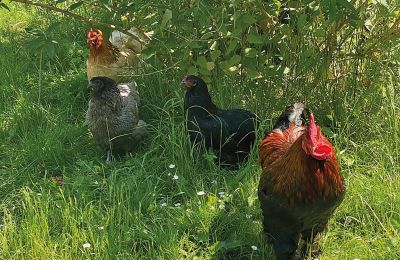 Castillo en venta Mecklemburgo-Pomerania Occidental, Imagen 73/97