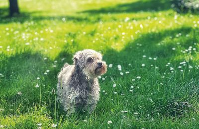 Castillo en venta Mecklemburgo-Pomerania Occidental, Imagen 75/97