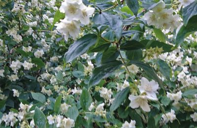 Castillo en venta Mecklemburgo-Pomerania Occidental, Imagen 72/97