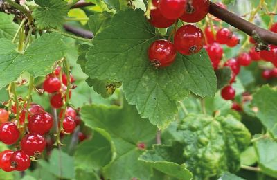 Castillo en venta Mecklemburgo-Pomerania Occidental, Imagen 78/97