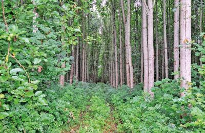 Castillo en venta Mecklemburgo-Pomerania Occidental, Imagen 65/97