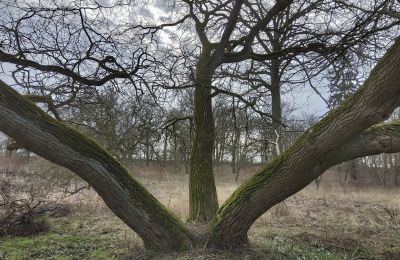 Casa señorial en venta Bolkowice, Dwór w Bolkowicach, Pomerania Occidental, Jardín del Palacio
