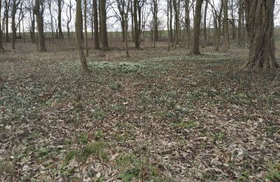 Casa señorial en venta Bolkowice, Dwór w Bolkowicach, Pomerania Occidental, Propiedad