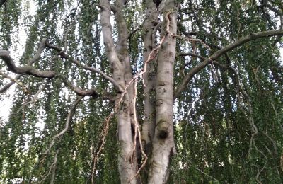 Palacio en venta Kostrzyna, Kostrzyna 38, Baja Silesia, Imagen 13/19