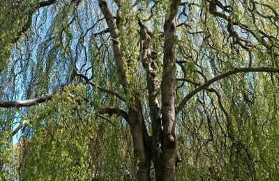 Palacio en venta Kostrzyna, Kostrzyna 38, Baja Silesia, Imagen 14/19