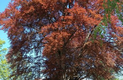 Palacio en venta Kostrzyna, Kostrzyna 38, Baja Silesia, Imagen 15/19