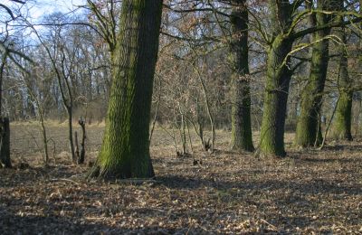 Casa señorial en venta Rogów Wołowski, Baja Silesia, Imagen 13/25