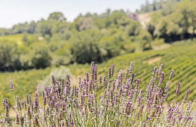 Casa de campo en venta Montecatini Val di Cecina, Toscana, Imagen 40/50