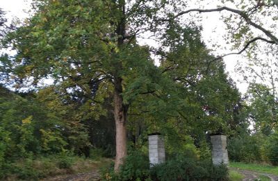 Palacio en venta Kostrzyna, Voivodato de Baja Silesia, Imagen 12/16